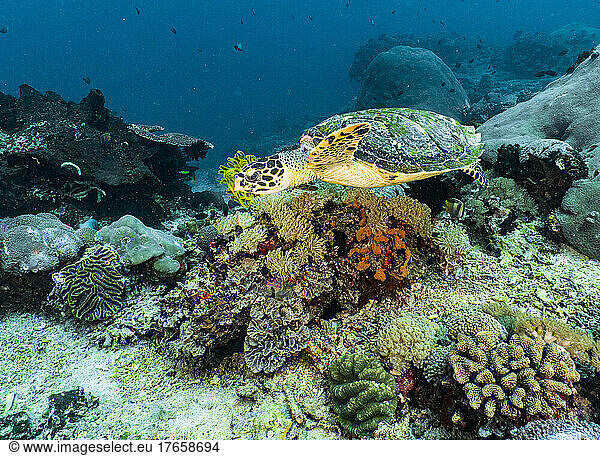 a hawsbill turtle on the ocean floor around Bali