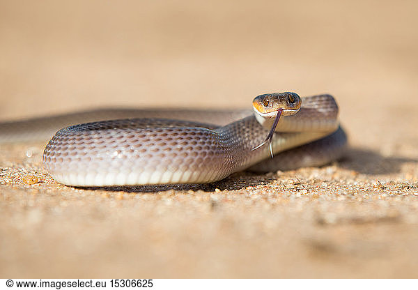 A herald snake  Crotaphopeltis hotamboeia  coils in the sand  direct gaze with tongue out
