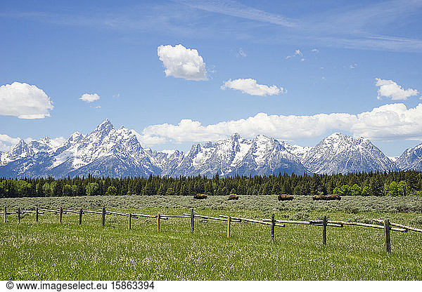 A herd of bison in a field and the Teton mountain range