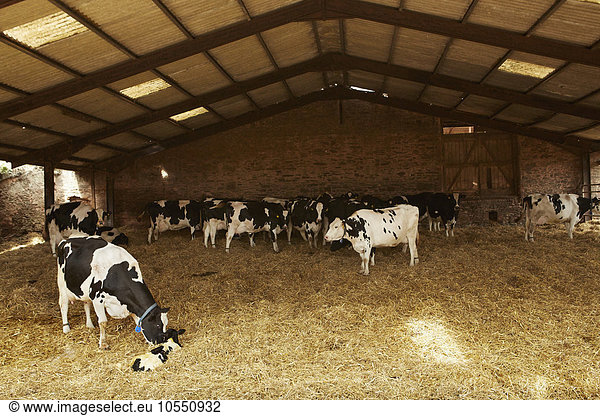 A herd of cows under cover in a barn feeding on hay  one nuzzling a calf.