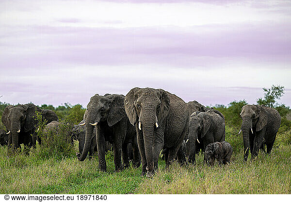 A herd of elephant  Loxodonta africana  walking through the grass.