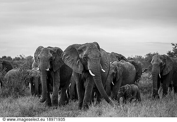 A herd of elephant  Loxodonta africana  walking through the grass  black and white image.