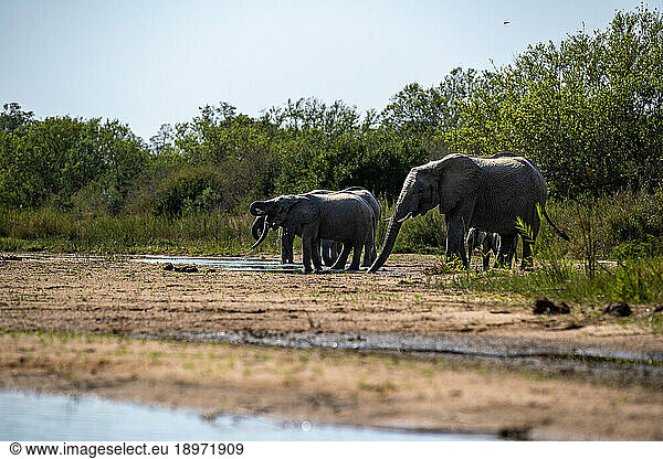 A herd of elephants  Loxodonta africana  drinking from a river.