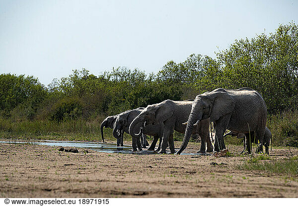 A herd of elephants  Loxodonta africana  drinking from a river.