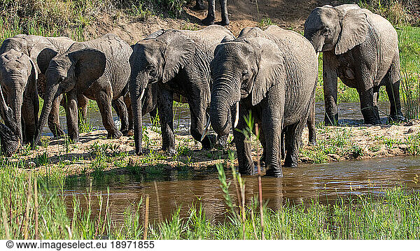 A herd of elephants  Loxodonta africana walking through a riverbed.