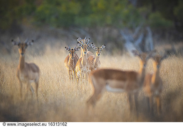A herd of impalas  Aepyceros melampus  stand in dry yellow grass  direct gaze