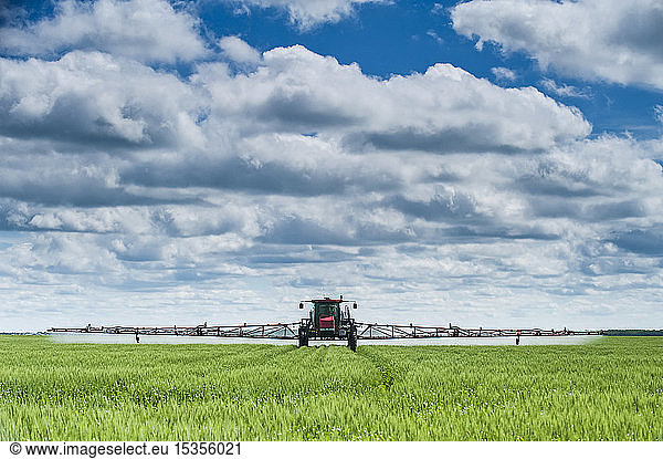 A high clearance sprayer gives a ground chemical application of fungicide to mid-growth wheat  near Dugald; Manitoba  Canada