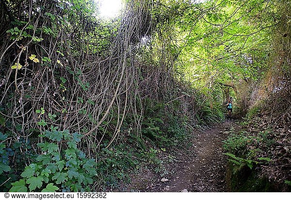 A hiker goes down a path between trees  Mieres  Asturias  Spain