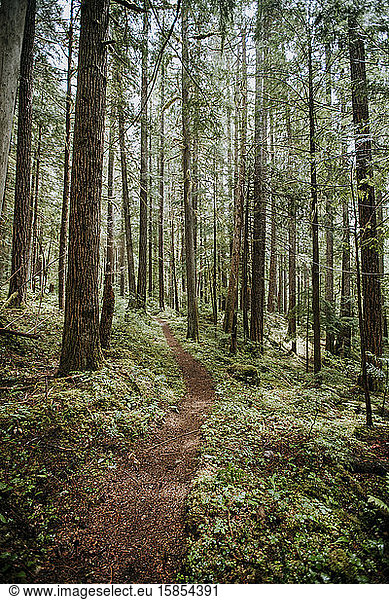 A hiking trail winds through forest in north cascades national park