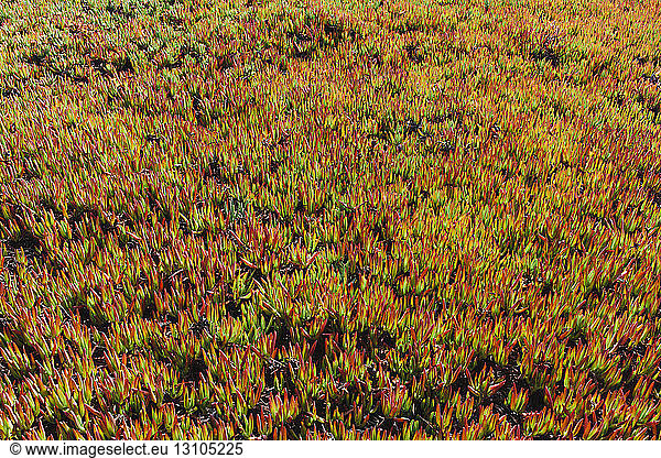 A hillside covered in Iceplant (Carpobrotus edulis) in autumn