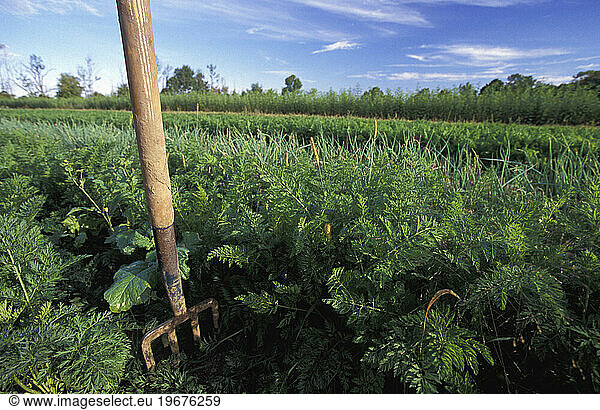 A hoe stuck in the earth  next to rows of organic vegetables at an organic farm near Toronto  Ontario  Canada.