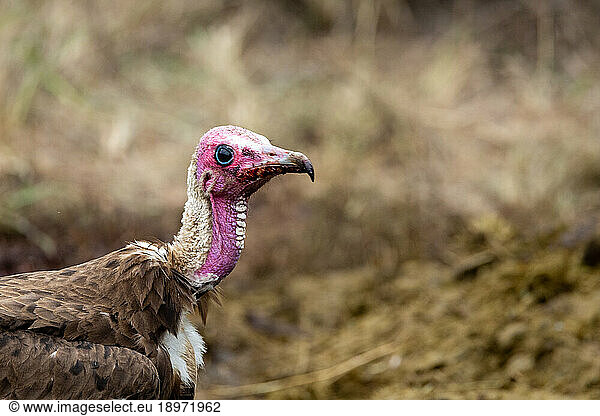 A hooded Vulture  Necrosyrtes monachus  close up  head and neck and a curved beak.
