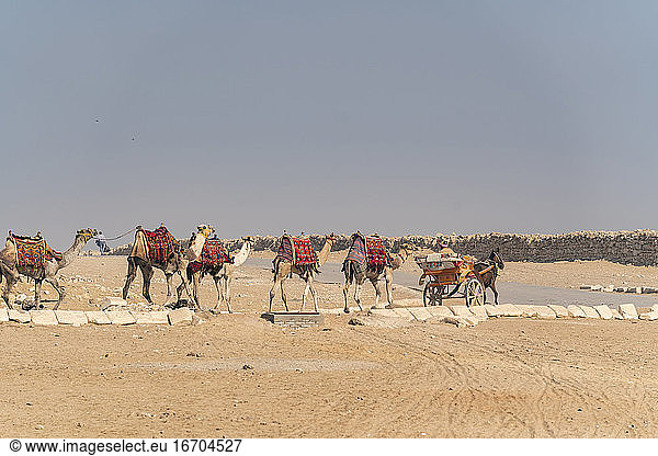 A horse and buggy directs a line of camels on the street in the desert