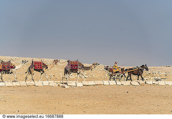 A horse and buggy steers a line of camels through the desert