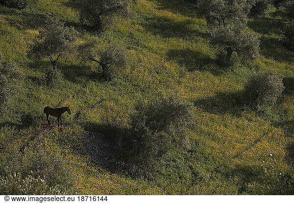 A horse grazes in an olive orchard covered with yellow daisies in Prado del Rey  Cadiz province  Andalusia  Spain.