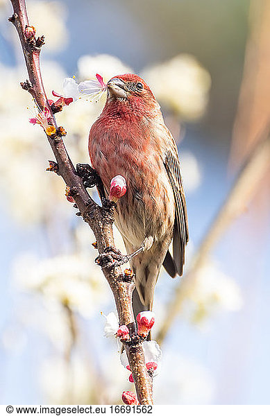 A house finch eating a bloom