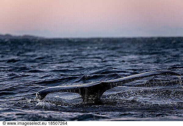 a humpback whale is about to dive