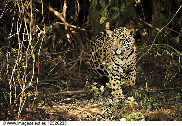 A Jaguar (Panthera onca) is prowling through dense forest in Brazil. It has a yellowish-brown coat with black spots and golden brown eyes  Pantanal; Mato Grosso do Sul  Brazil