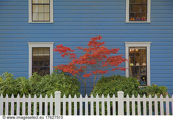 A Japanese Maple tree with red leaves against a blue house wall.