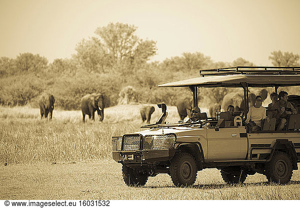 A jeep and passengers observing elephants gathering at water hole.