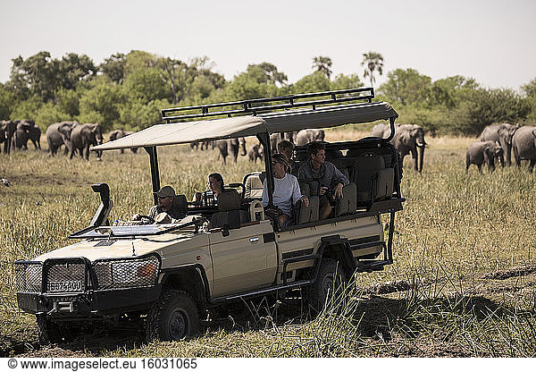 A jeep with passengers observing elephants gathering at water hole.