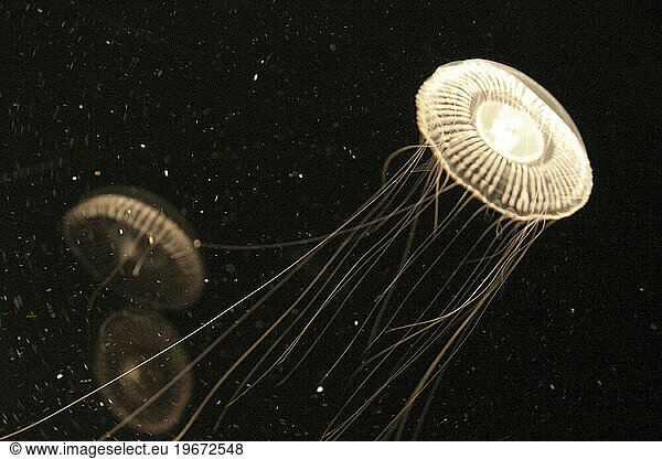 A jellyfish with long tentacles glowing  floating away from two others  Long Beach  California.