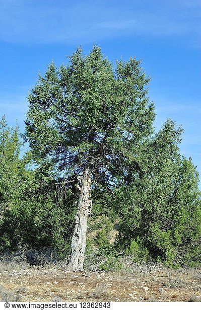A juniper tree (Juniperus thurifera) in the Alto Tajo Natural Park. Guadalajara province  Spain