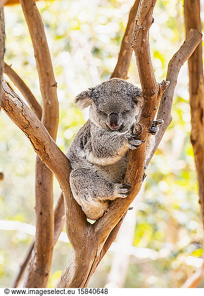 A koala sleeping in a tree in New South Wales