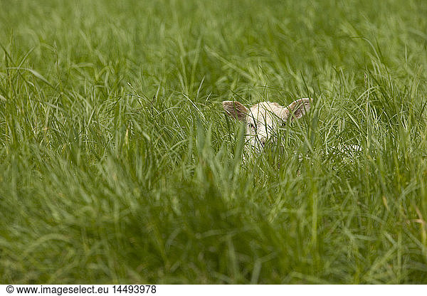 A lamb hiding in the grass  Denmark.