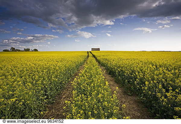 A landscape of flowering canola crops  with yellow flowers. The planted prairie.