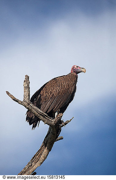 A lappet-faced vulture  Torgos tracheliotos  perched on a branch  blue sky background