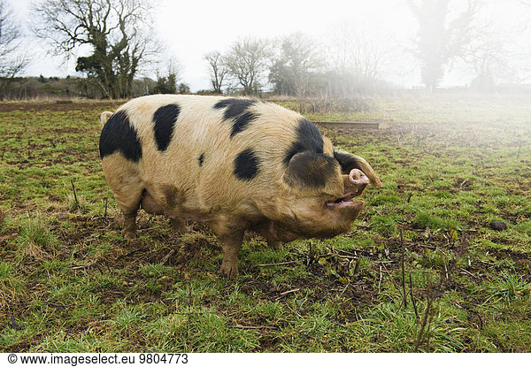 A large adult pig with black markings in an open field.