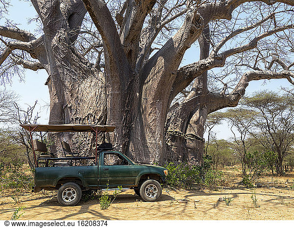 A large African baobab (Adansonia digitata)  reputed to be one of the largest in the country  Save Valley  Zimbabwe  Africa