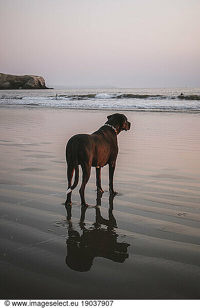 A large black dog is reflected in water at beach during setting sun