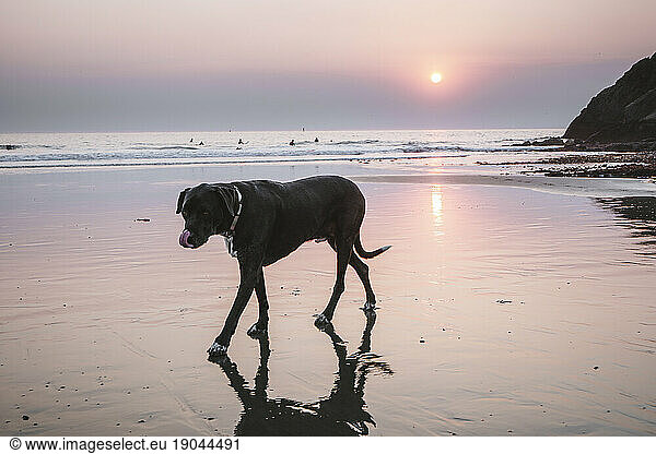 A large black dog is reflected in water at beach during setting sun