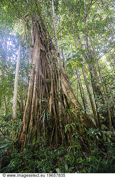 A large chatanier tree (buttress root tree  Acomat Boucan Sloanea) grows in the rainforest on Segment 11 of the Waitukubuli National Trail on the Caribbean island of Dominica.