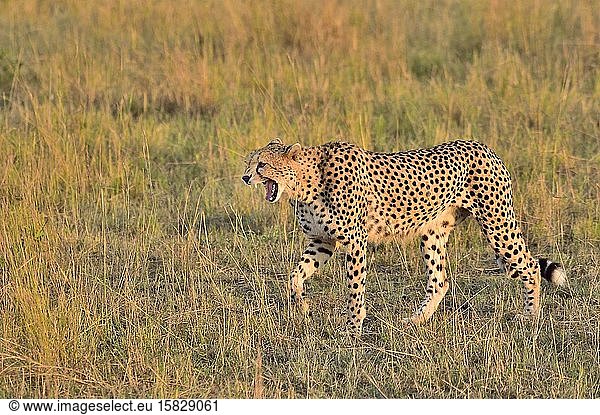 A large cheetah cat stalks the savannah