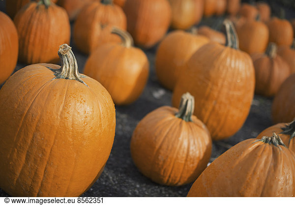 A large collection of pumpkins set out to harden off.