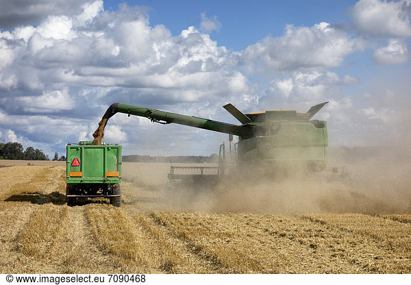 A large combine harvester machinery cutting the ripe arable crop. Dust rising from the cut straw. Grain shute with a flow of grain into a trailer.