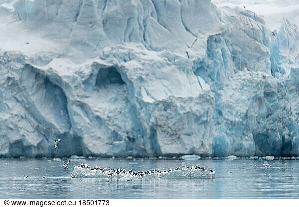 a large group of birds sits on a piece of ice floating