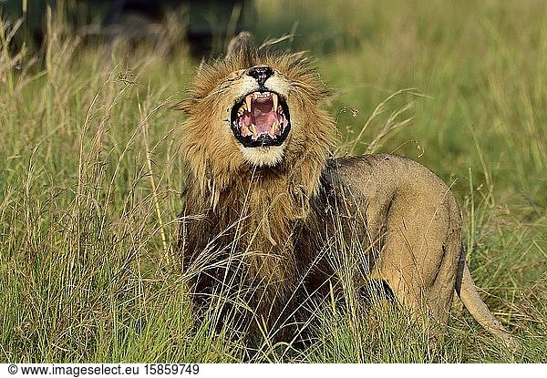 A large male lion roars to show his dominance