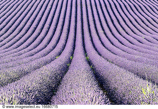 a lavender field in bloom in Provence (France)