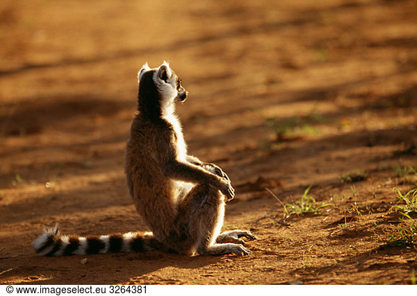 A lemur sitting on the ground  Madagascar.