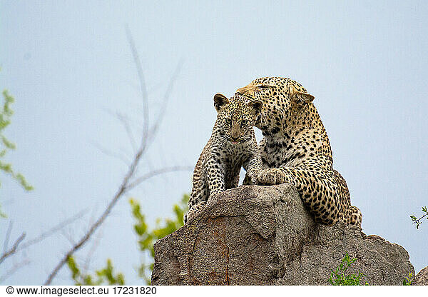 A leopard and her cub  Panthera pardus  lying on a rock.