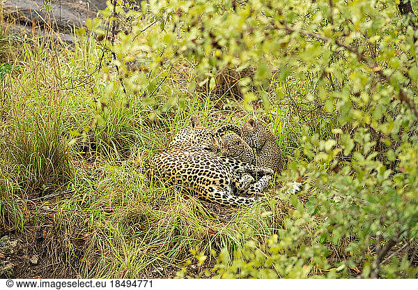 A leopard and her two cubs  Panthera pardus  lie together in the grass.