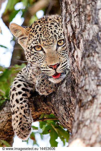 A leopard cub's head  Panthera pardus  lies in a tree  alert  mouth open showing tongue  paw drapes over branch  yellow brown eyes