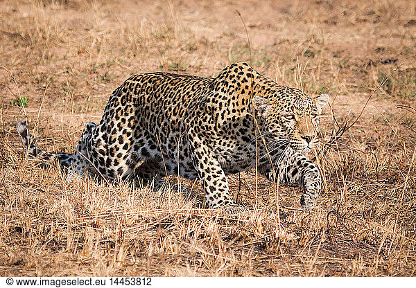 A leopard  Panthera pardus  crouching low  stalks through dry grass  ears back.