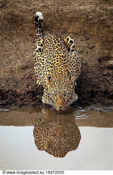 A leopard  Panthera pardus  drinking from a dam  reflection in water.