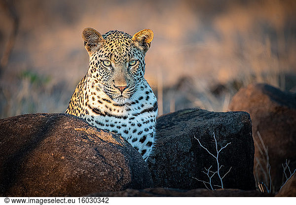 A leopard  Panthera pardus  ears forward
