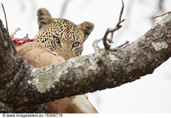 A leopard  Panthera pardus  eats it kill in a tree  looking out of frame  white background